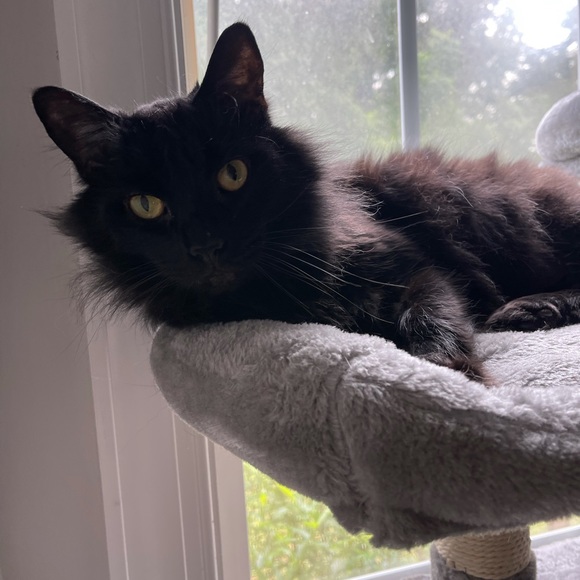 Meet your Posher, Brittany - Picture 1 of 1